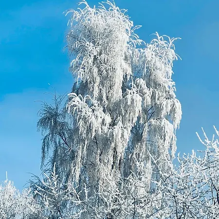 Baumhaus Solitaer * Borstel (Diepholz)