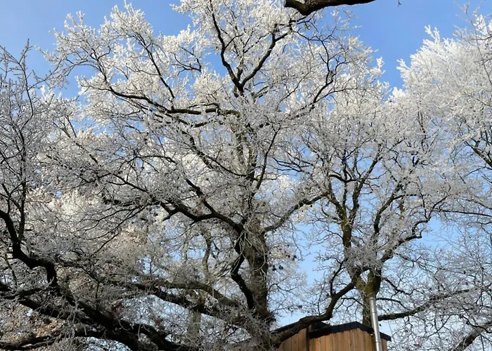 Baumhaus Solitaer Borstel (Diepholz)