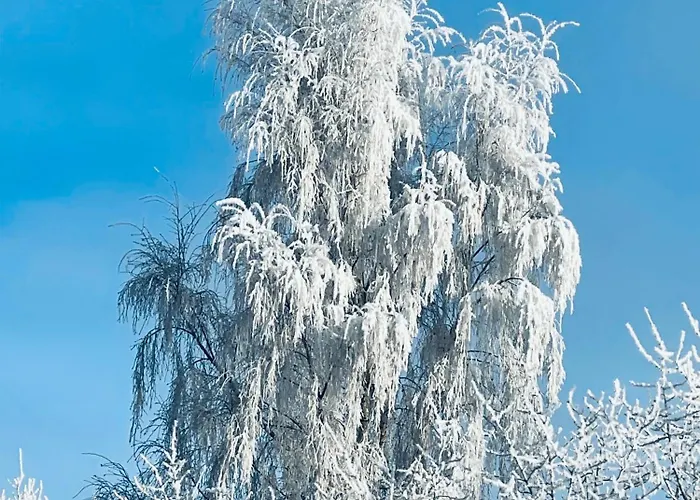 Baumhaus Solitaer * Borstel (Diepholz)